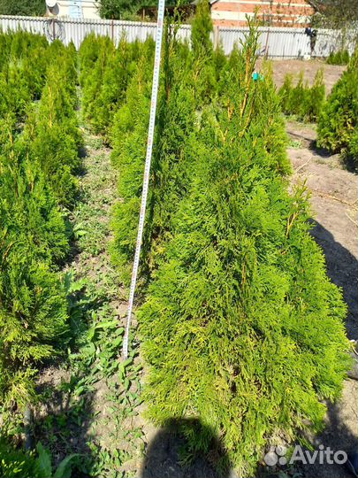 Туя смарагд 60-80 см