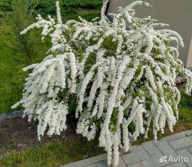 Спирея серая грефшайм