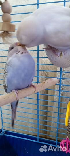 Волнистый попугай