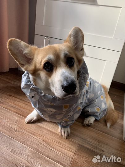 Комбинезон для корги