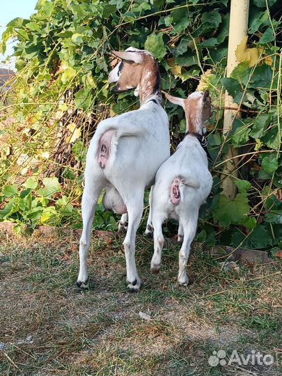 Камерунская коза