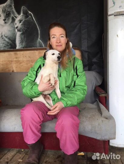 Отдаю собачку Лику в дар