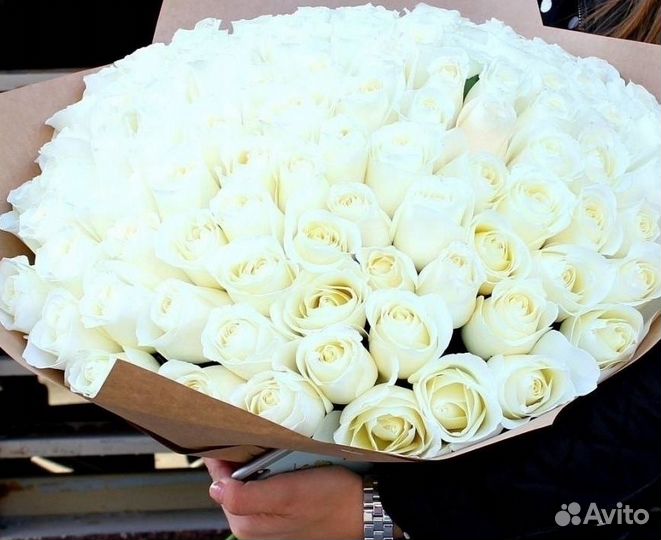 Тюльпан 21 51 101