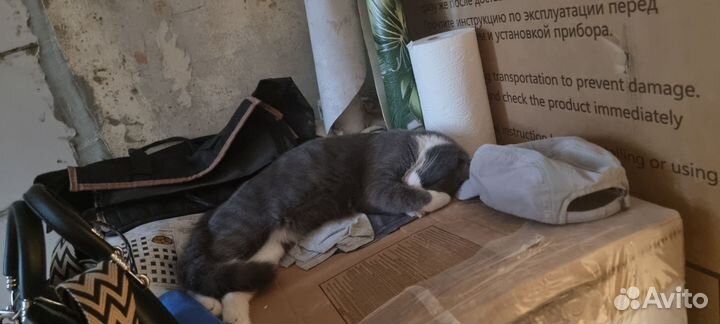 Кошка в дар бесплатно