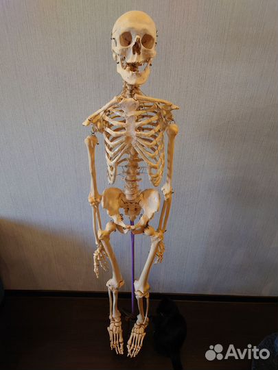 Модель скелета человека