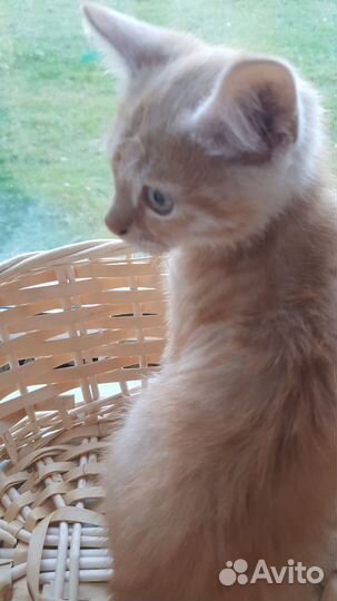 Котик рыжий в добрые руки