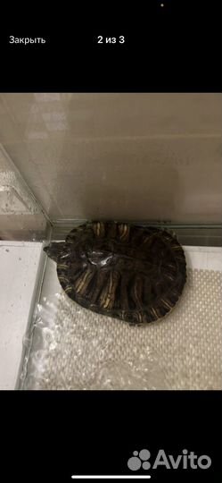 Черепаха с аквариумом