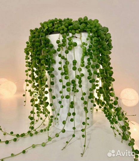 Зелёные бусы.Крестовник Роули