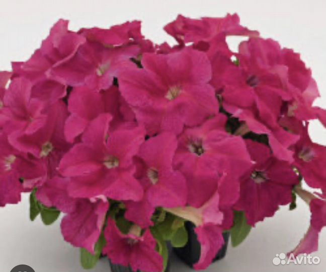 Петуния ампельная семена