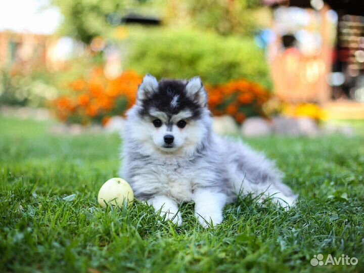 Помски мини хаски