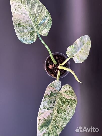 Филодендрон гигантум близзард