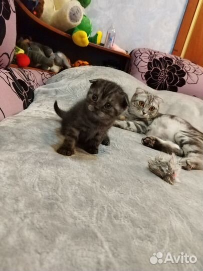 Шотландские котята