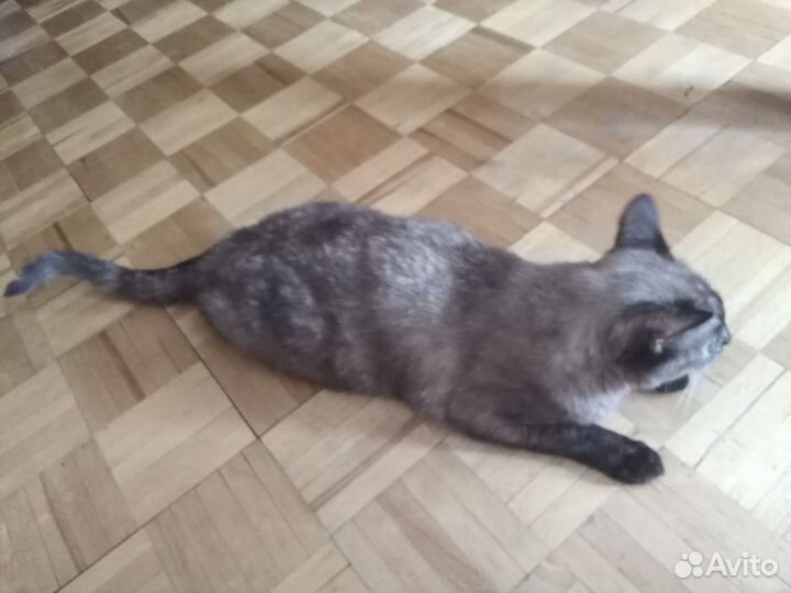 Кошка на вязку
