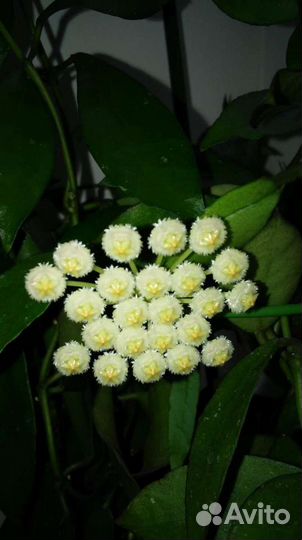 Хойя Бенгуэнзис