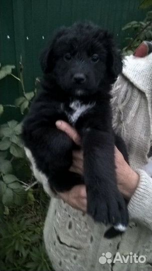 Щенки в добрые руки