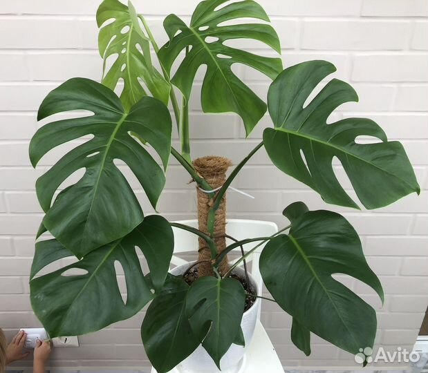 Монстера Делициоза (Monstera Deliciosa)