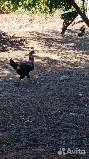 Бойцовые куры