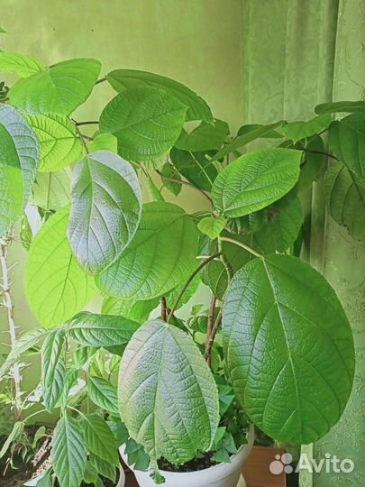 Фикус ушковидный