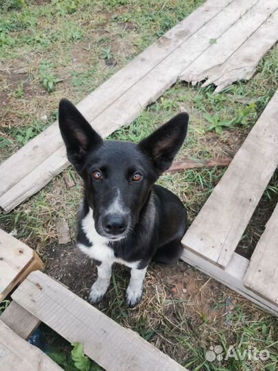 Собаки бесплатно в добрые руки