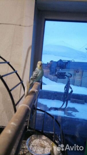 Птенец попугая 1.5 месяца