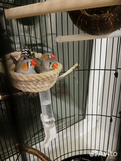 Птицы Амадины с клеткой