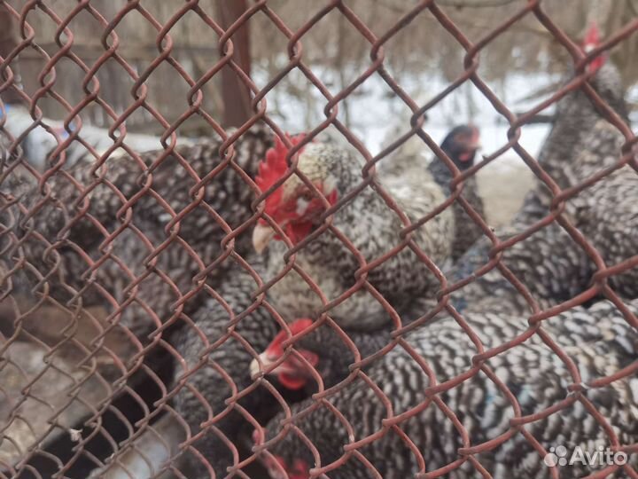 Отдам куринный помёт