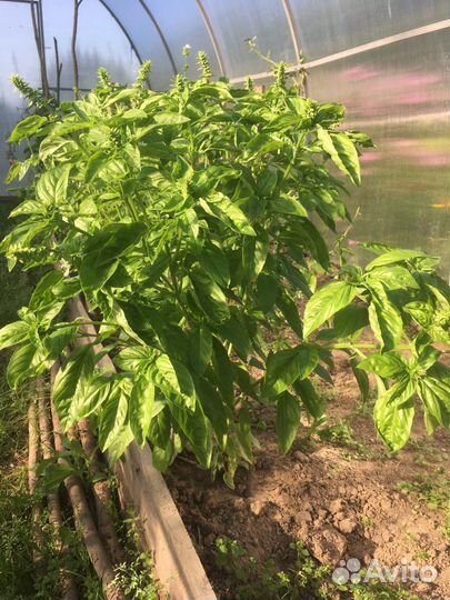 Базилик свежий