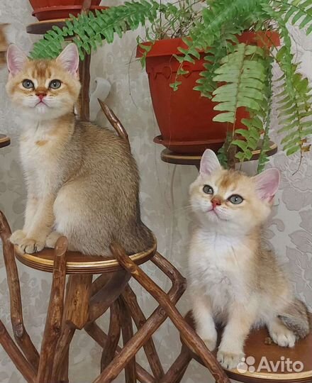 Британские котята