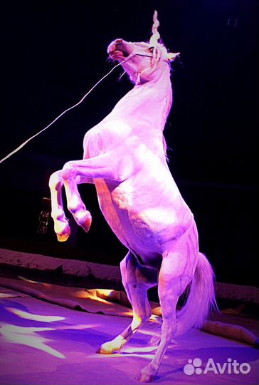 Заказ Пони на праздник