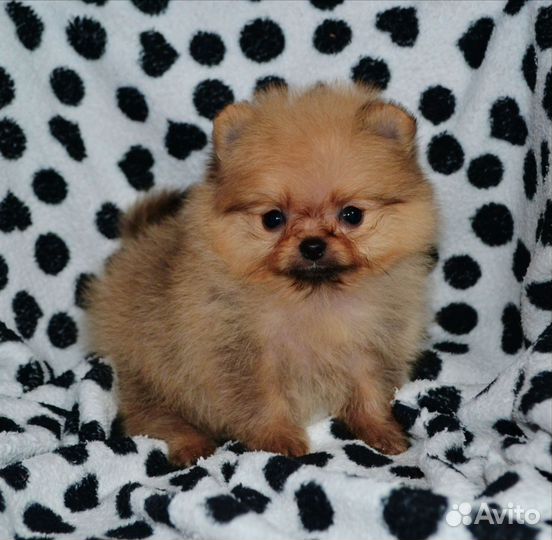 Померанский шпиц