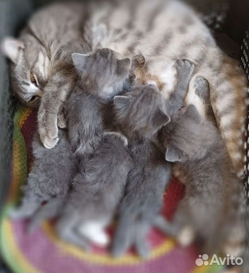 Котята пушистые в добрые руки