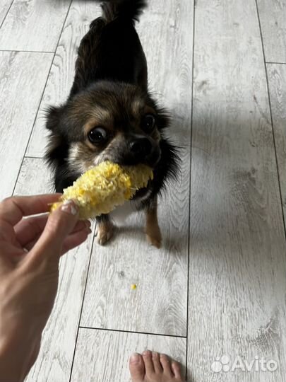 Случка чихуахуа