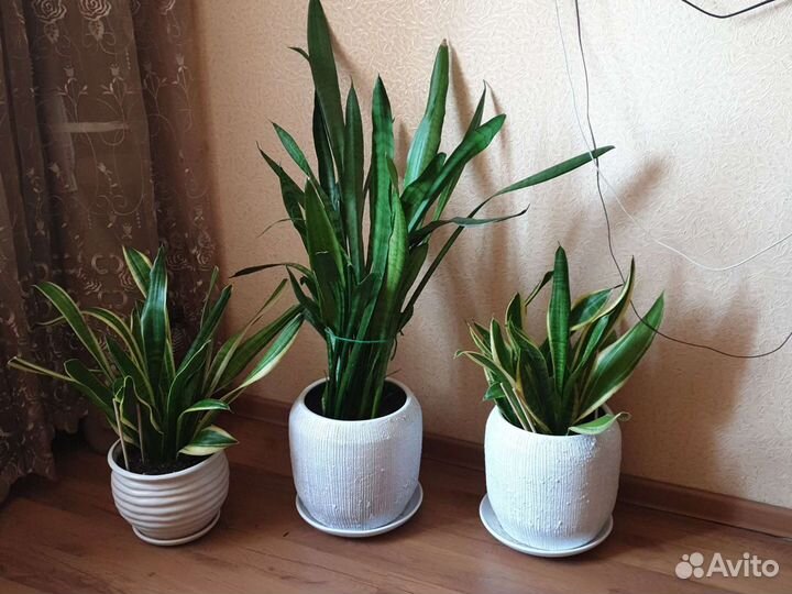 Комнатные цветы-сансиверия