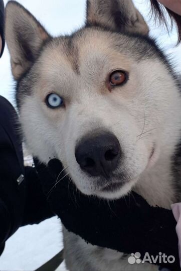 Случка Хаска