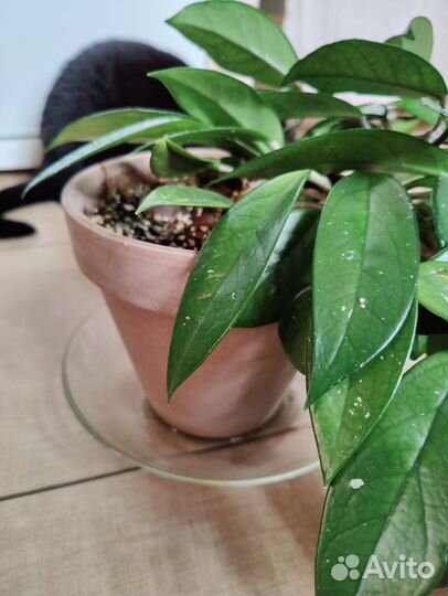 Хойя карноза, восковой плющ, лиана