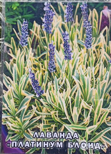 Лаванда