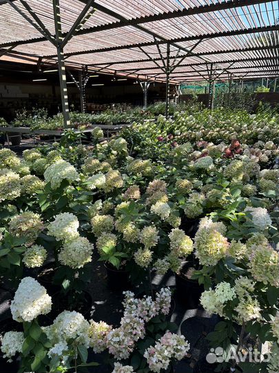 Гортензии крупные, красивые