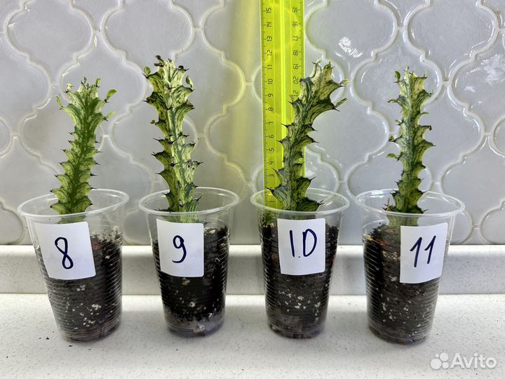 Эуфорбия вариегатная (молочай)