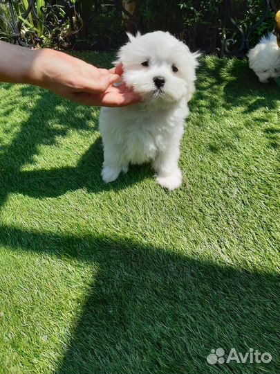 Продаются щенки мальтезе