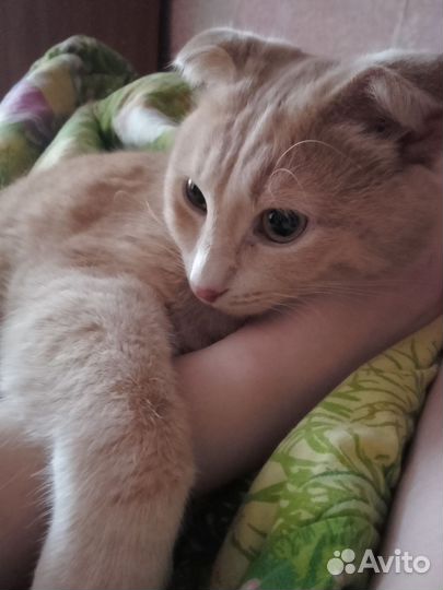 Кошки бесплатно
