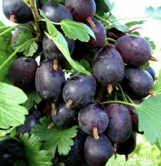 Саженцы крыжовника