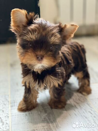 Шоколадная с подпалом йорочка