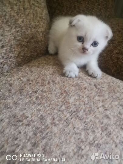 Шотландская вислоухая шиншилла