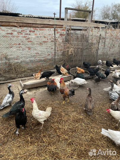 Молодые петухи,молодые мускусные утки