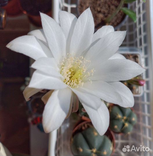 Кактусы,суккуленты