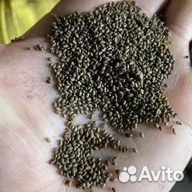 Семена люцерны фея