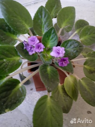 180см Растения для офиса,дома На пол/окно