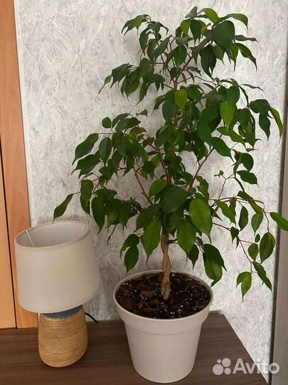 Фикус бенджамина большой