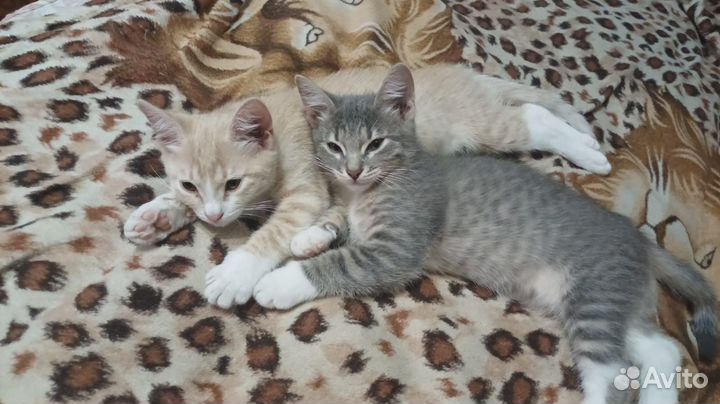 Котята в поиске дома