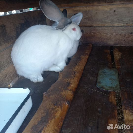 Разных пород